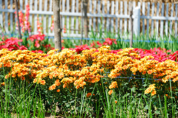 Beautiful chrysanthemum as background picture.