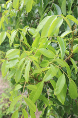 Close up of Leaf longan tree