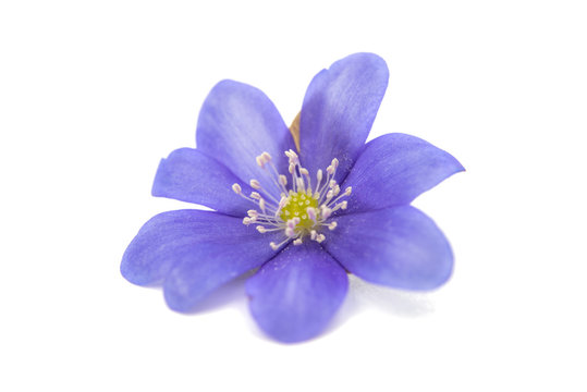 Fototapeta blue flower isolated