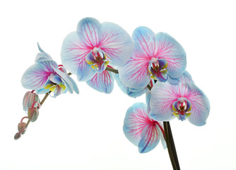 orchid in studio