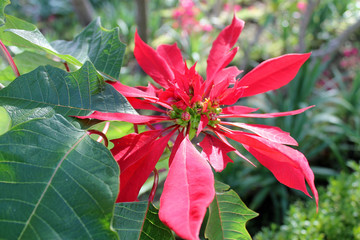 roter Weihnachtsstern im botanischen Garten von Funchal, Madeira