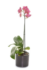 Fototapeta na wymiar orchid in studio