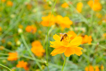 Bee drinking nectar from a sunflower pollen, Yellow flower with