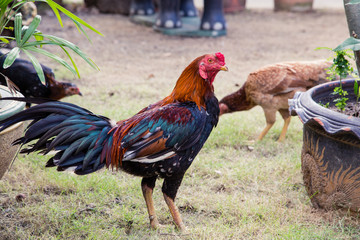 flock of chickens grazing on the grass