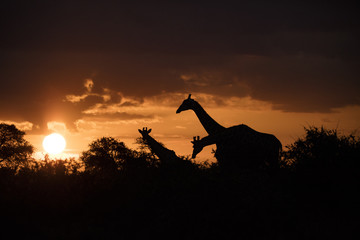 Giraffe siholette at sunset