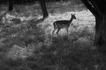 Deer in forest