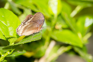 butterfly on a green tree in neture background