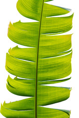 banana leaf isolated on white background.