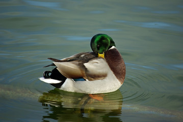 Canard colvert lissant ses plumes en hiver