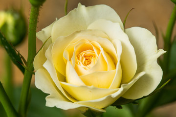 natural white rose flower close up on green bush