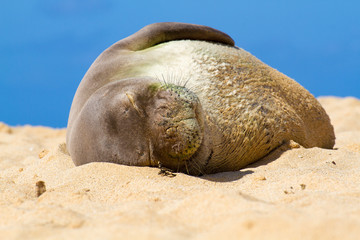 Hawaiian Monk Seal, Kauai