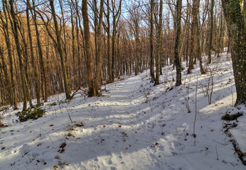 Beautiful winter forest landscape