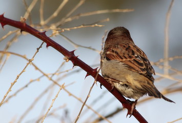 House Sparrow on branch, Passer domesticus