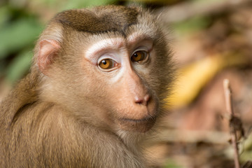 Monkey portrait