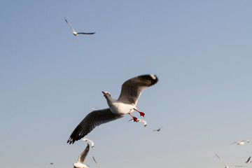 white seagull flying on a background of blue sea