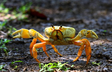 Crab