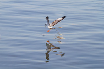 white seagull flying on a background of blue sea