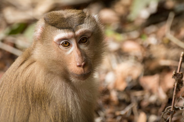 Obraz premium Monkey portrait