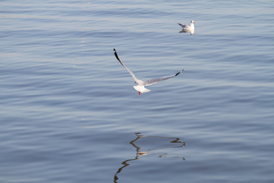 white seagull flying on a background of blue sea