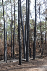 2011 Bastrop Fire 1