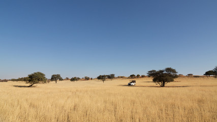 Obraz premium Safari with cross-country vehicle in Kalahari desert, Namibia
