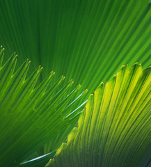 Palm leaves