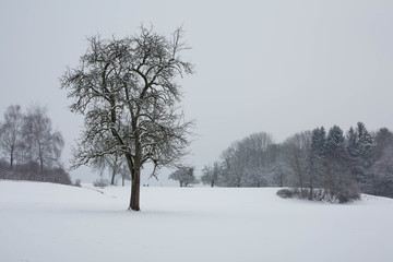 Wald im tiefen Winter mit Schnee