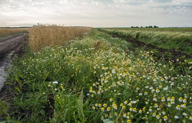 Grow wheat in a field, agricultural enterprise, field, small business, wheat, chamomile,