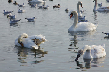 Obraz premium Rookery swans, gulls and ducks in winter sea port harbor