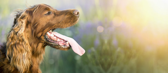 Web banner of a drooling Irish Setter dog as panting in a hot Summer