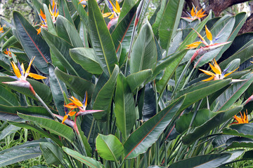 Strelitzenbusch im botanischen Garten vonFunchal, Madeira