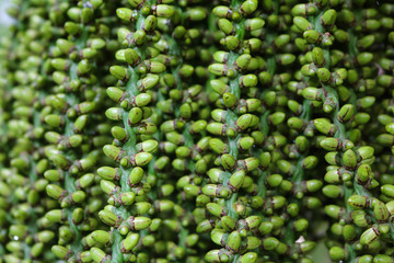 Nature background,Seed of fishtail Palm. 