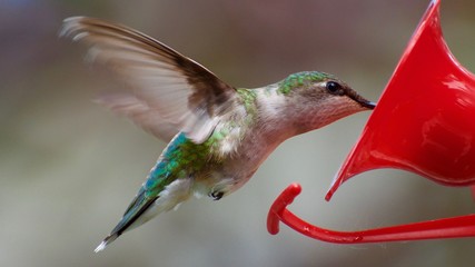 Hummingbird © Stewart