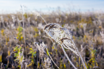 Field of grass covered with frost