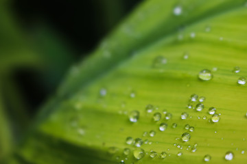 Rain drops on the leaf nature background. 
