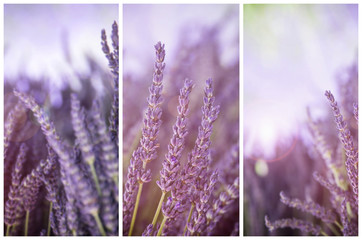 Lavender in sunshine triptych