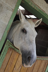 cheval dans box écurie