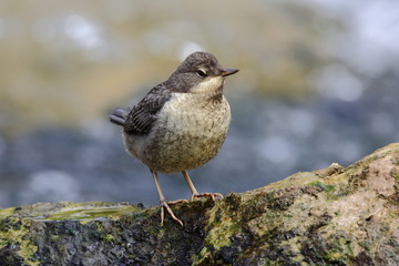 Wasseramsel
