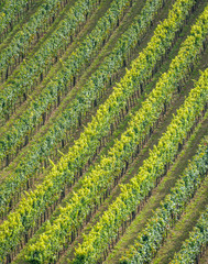 Weingarten eines Winzers