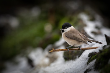Marsh tit in winter conditions