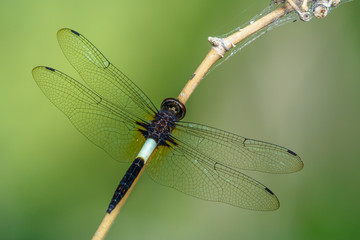 Beautiful dragonfly on branch with green background.
