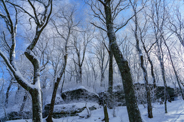 Forest at Winter
Bearwallow Mountain, Appalachian Mountains, North Carolina 