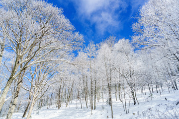 Fototapeta premium Winter Sky Bearwallow Mountain, Appalachian Mountains, North Carolina 