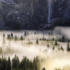 Wall murals Forest in fog After the Storm