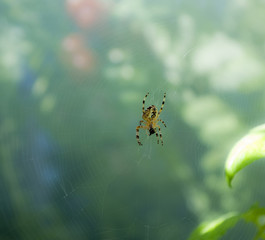 Kreuzspinne im Spinnennetz auf Beutefang, Araneus diadematus