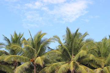 Palms in Costa Rica