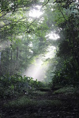 Costarican Jungle