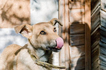 Rustic dog licks his nose after the meal