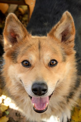 portrait of happy red-haired dog with his tongue hanging out looking at the camera