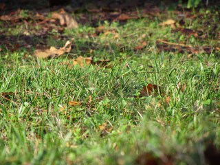 Close up of green grass field and autumn leaves
